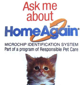 cat pet rfid chip ad homeagain